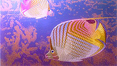 Titanium Art - Tropical fish